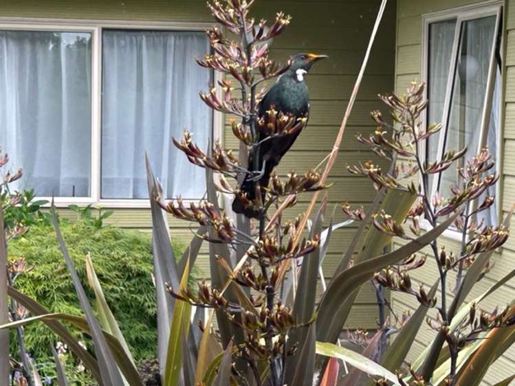 24b Dawson Street Pahiatua_11