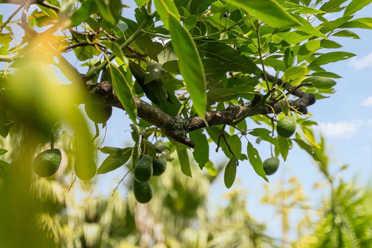 124 Western Hills Drive Kensington_16