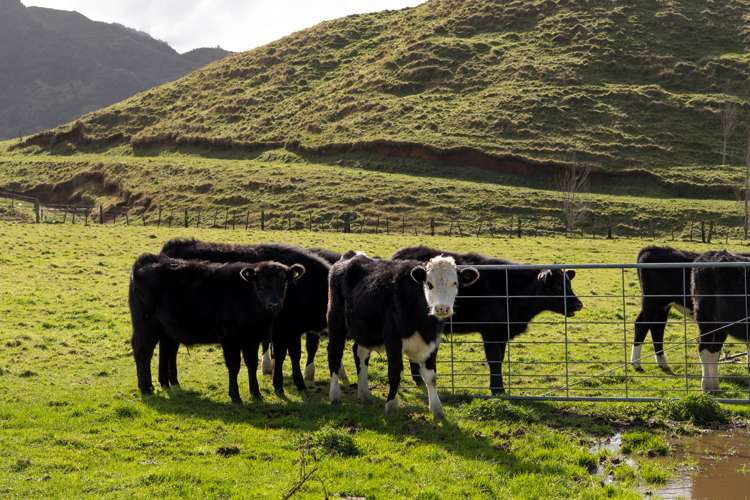 200a Moanui Road Matawai_22