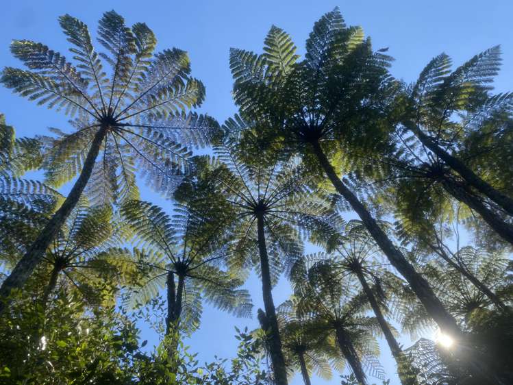 35 Hume Road Aongatete_34