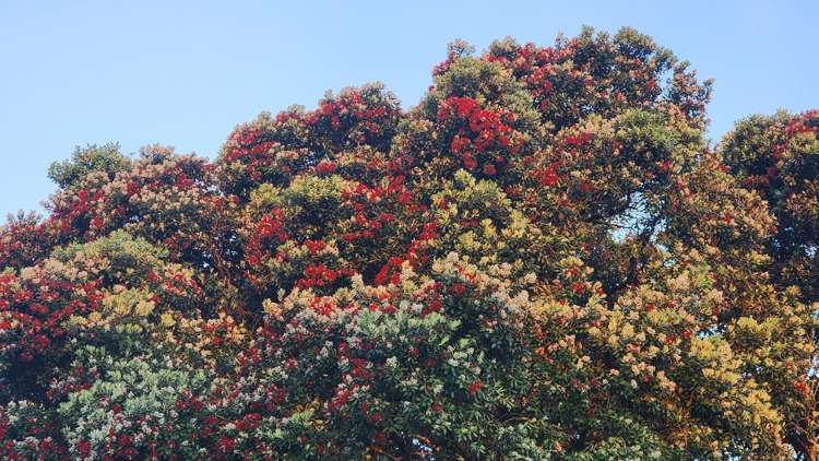 108/277 Maunganui Road Mount Maunganui_17