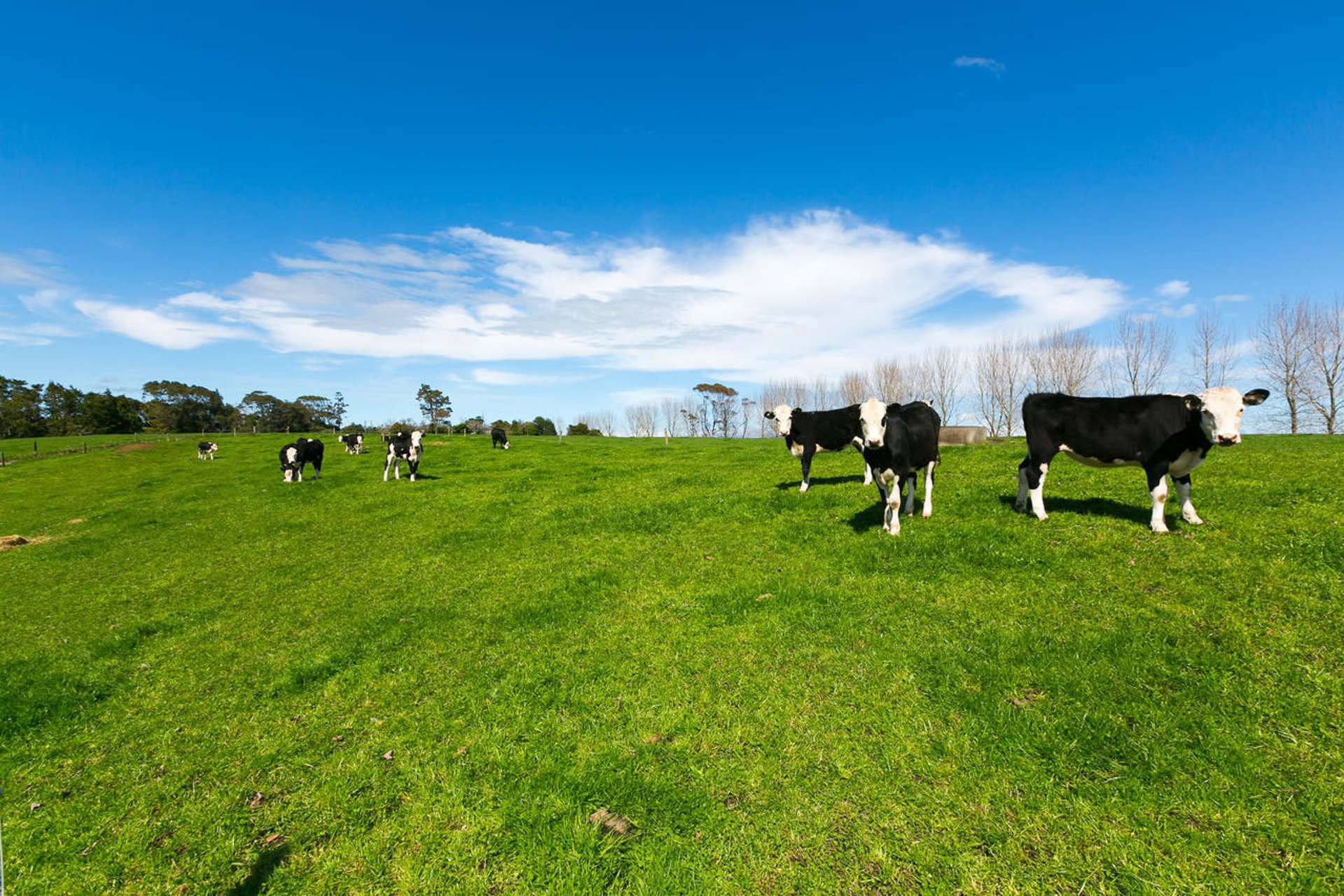 190 Ngatimaru Road Tikorangi_0