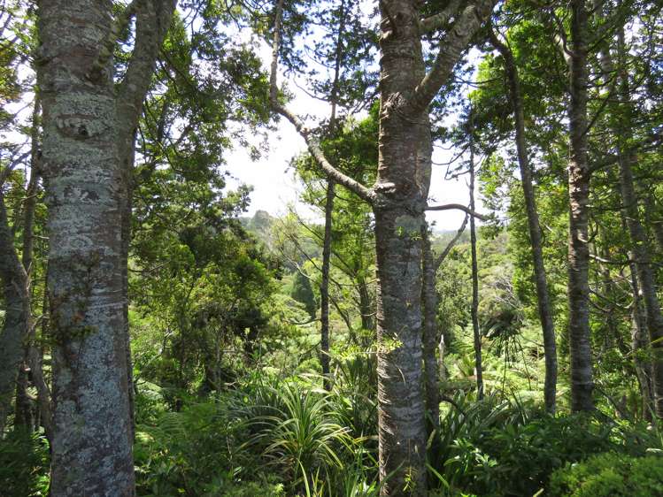 255 Awhitu Central Road Awhitu_10