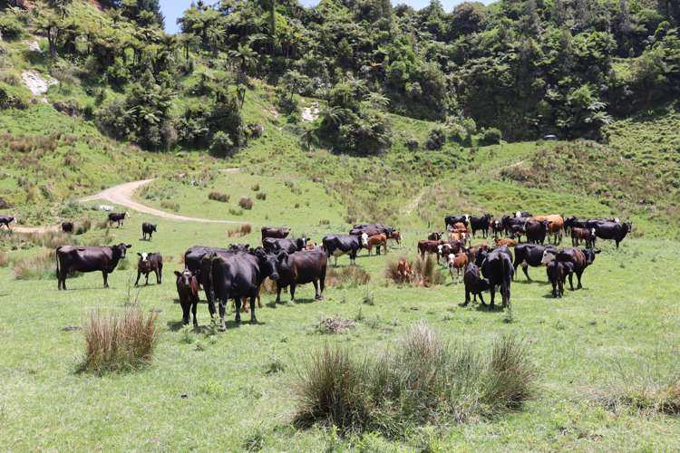 1099 Mataro Road Urenui_20