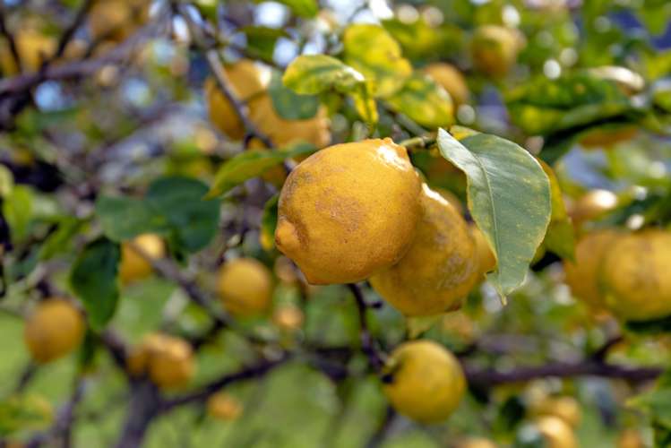 73 Church Street Opotiki and Surrounds_21