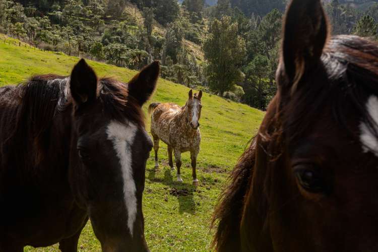 100 Kaitemako Road South Ohauiti_17