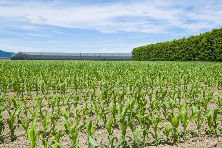 288 Lavenham Road Patutahi_23