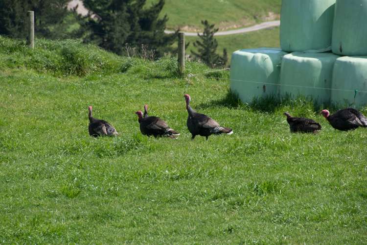 44 Coates Road Waikite Valley_15