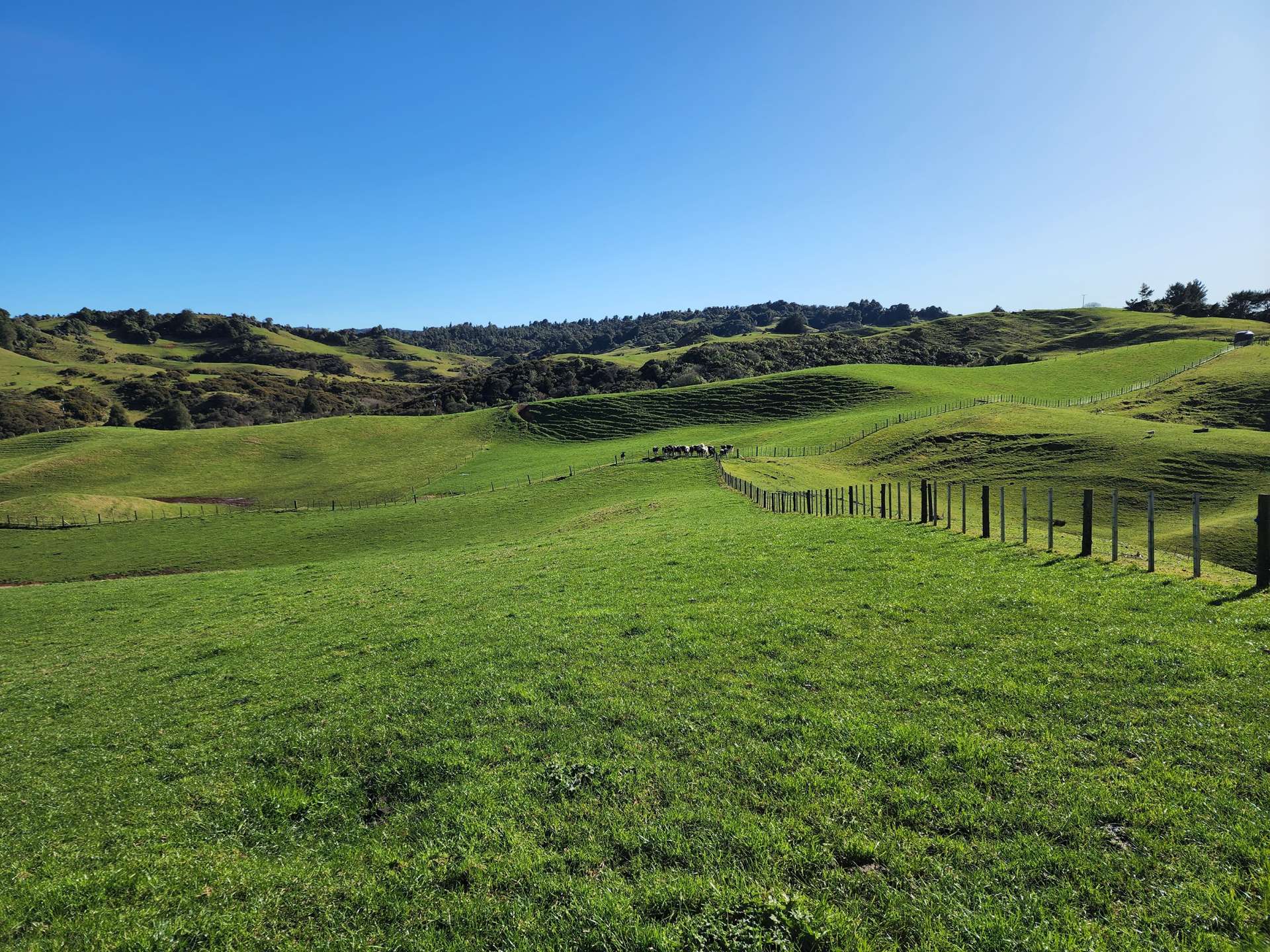 Te Anga Road Waitomo_0