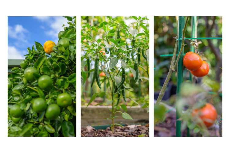 45 Stephens Place Hairini_33