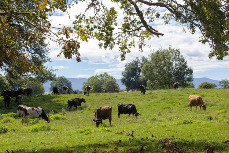 138 Taihoa South Road Matamata_24