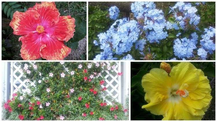 108 Captain Scott Road Glen Eden_24