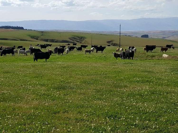 295 Wallaces Ford Road Hindon_3