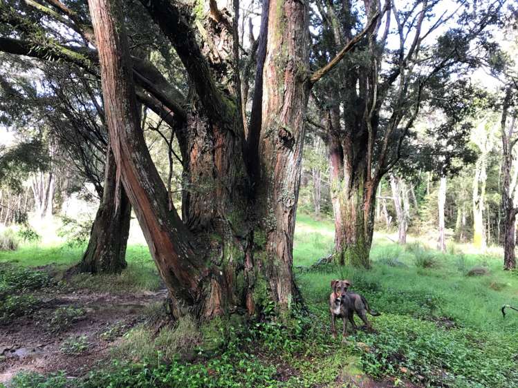 297a Wilson Road Wellsford_17