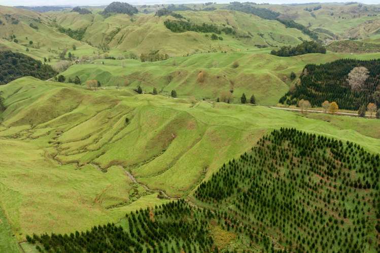 124 Haku Road Mangaotaki_4