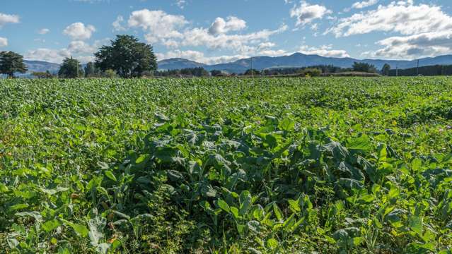 375 Stonyflat Road Loburn_4