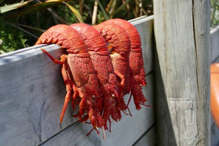 149 Te Awaiti Road Tora_21