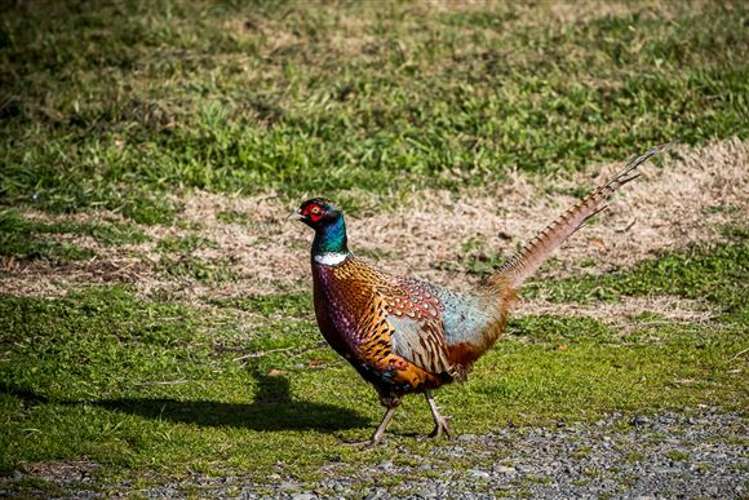 16 Lower Flag Range Road Sherenden_19