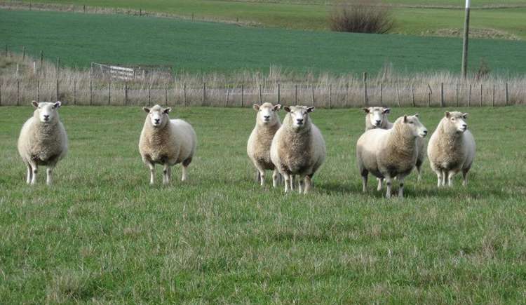 134 Millars Road Longbush_17