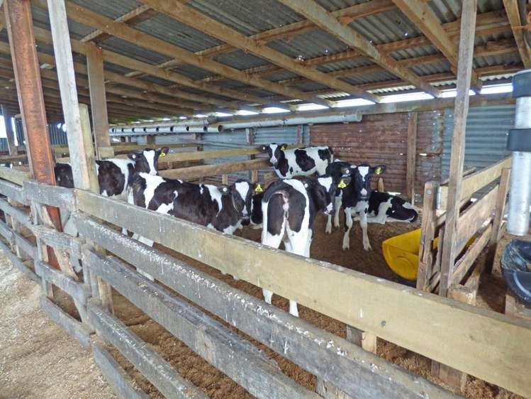 306 Gillespies Line Kairanga_9