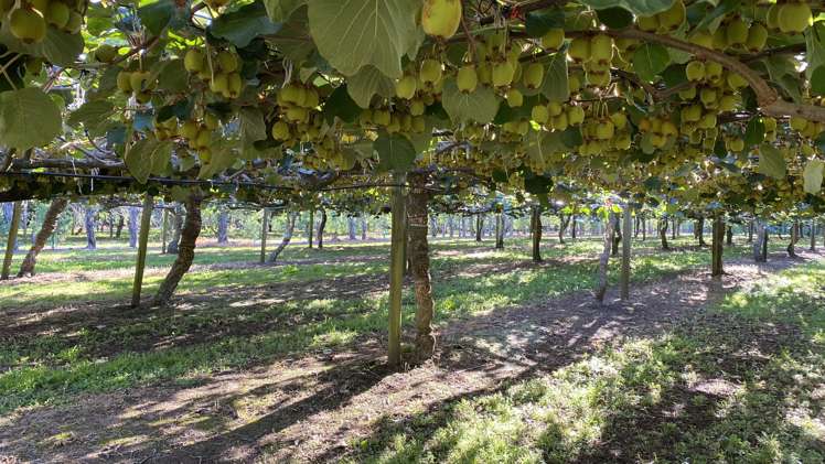 15 Tangiteroria Lane Pauanui_16