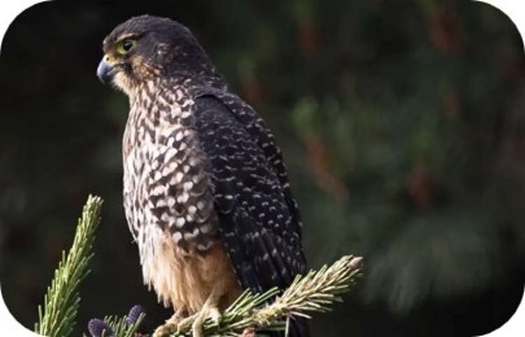 1624 Cardrona Valley Road Cardrona_13