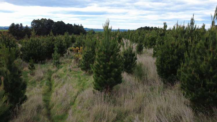 The Dasher Road Maraeweka_10