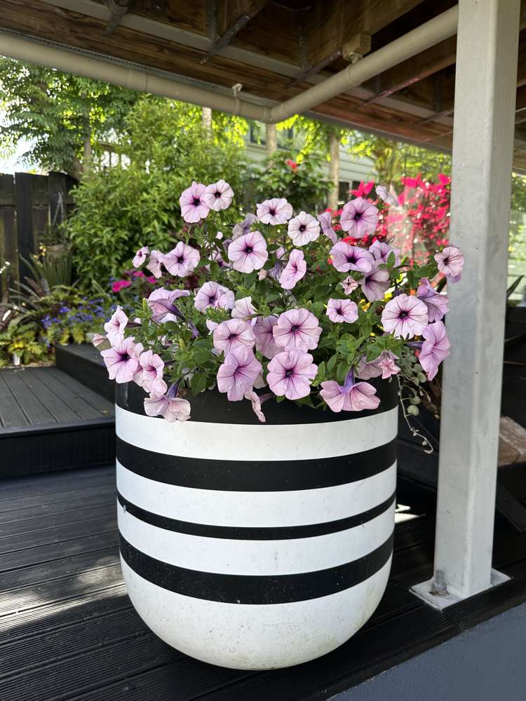 2/46 Sunset Road Unsworth Heights_22