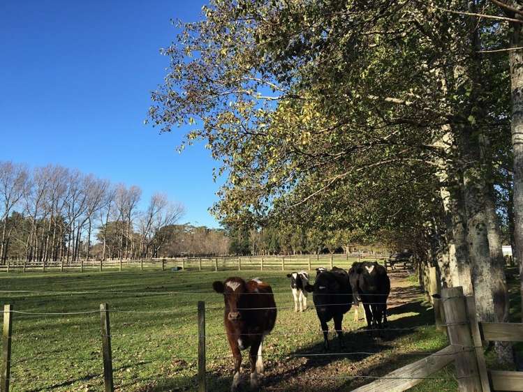 368 Belvedere Road Carterton_1