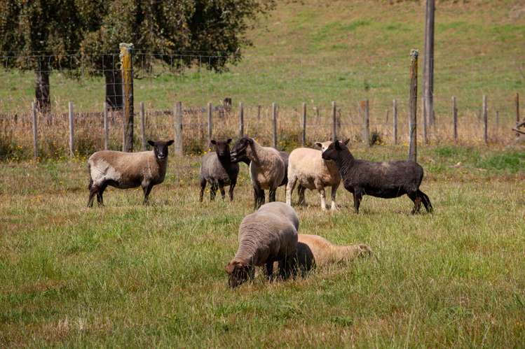 639 State Highway 5 Tapapa_14