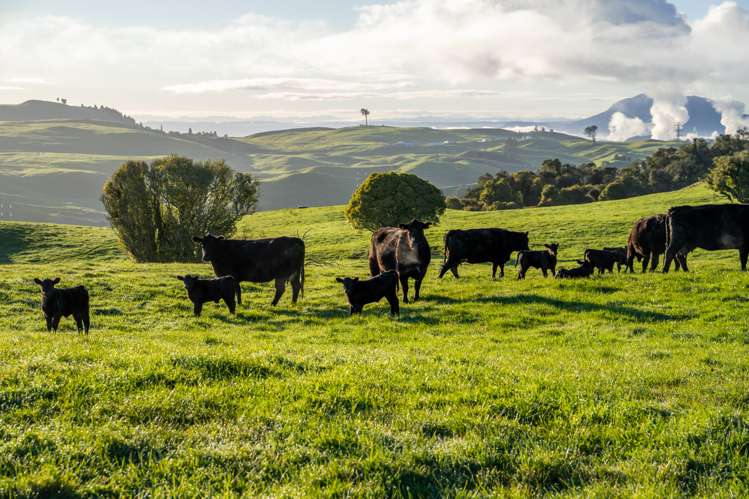 1274 Poihipi Road Oruanui_11