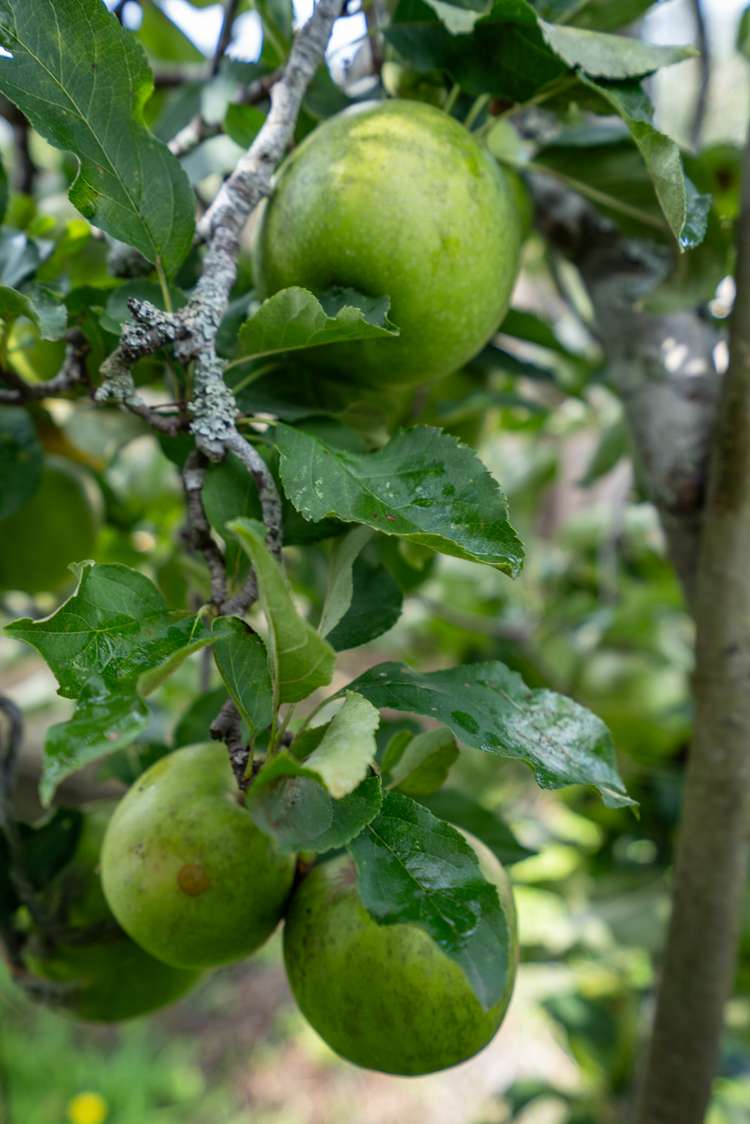 34a Shelley Street Leamington_16