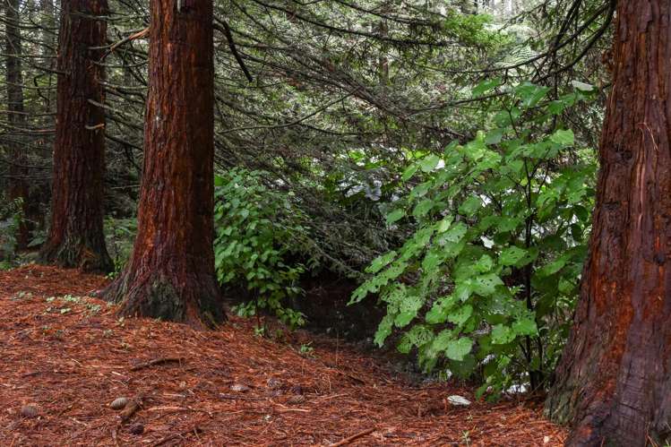 14 Tupelo Place Ohauiti_7