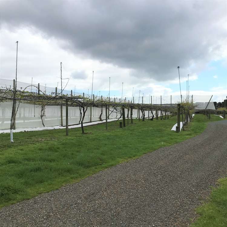 162 Waimea Drive Te Puke_6