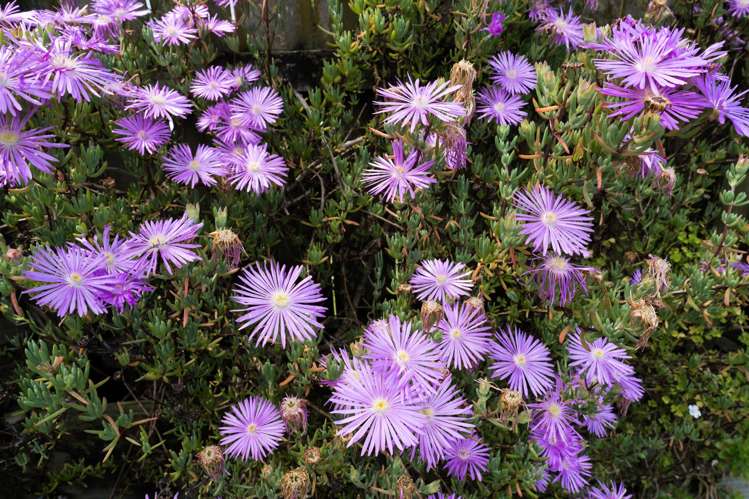 17 Fitzwater Place Henderson_23