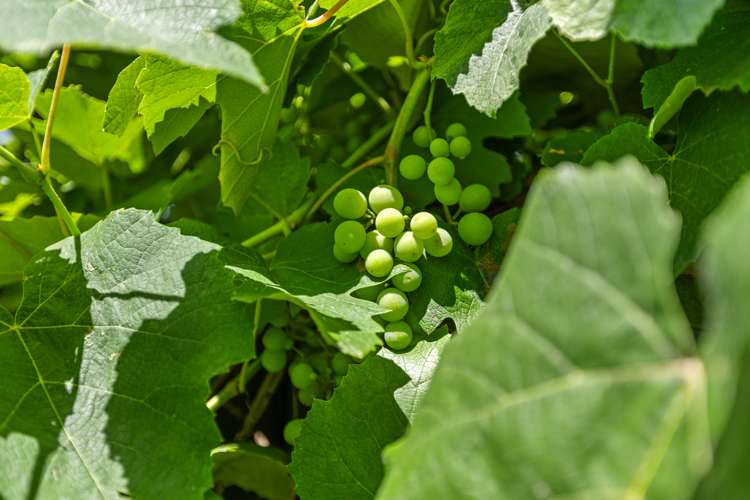 17 Redmond Street Judea_19