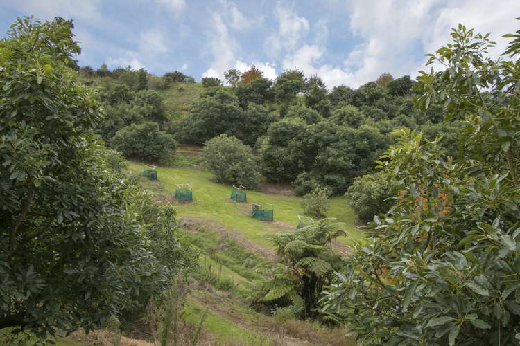 252a Kauri Point Road Hauraki Surrounds_11