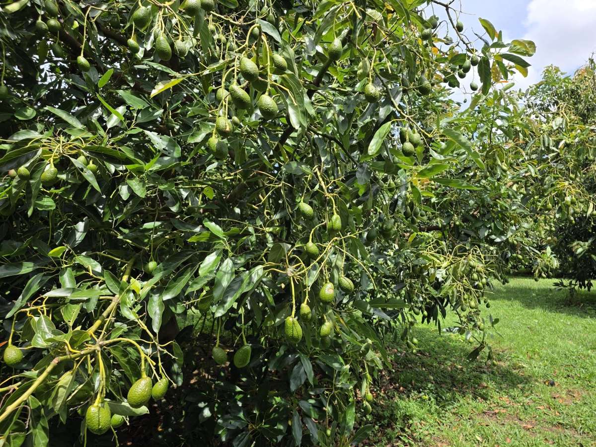 232C Williams Road North_4