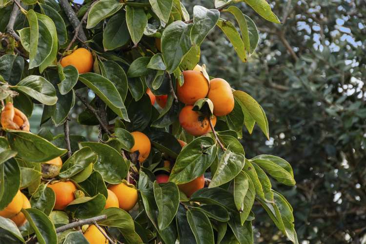 112 Windermere Drive Poike_15