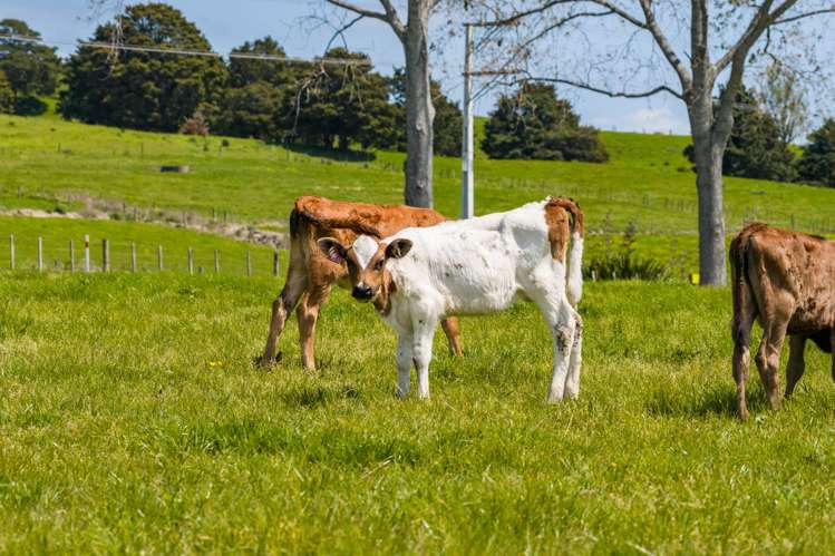 Mangakahia Road Titoki_34