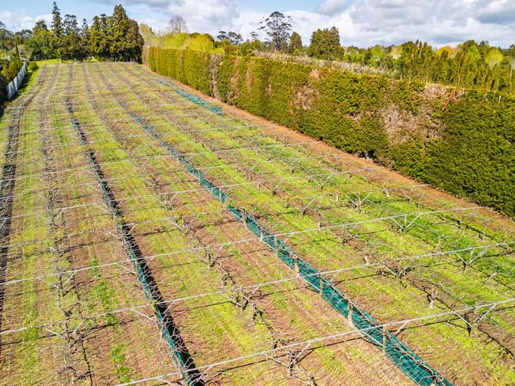 43e Blue Gum Lane Kerikeri_9
