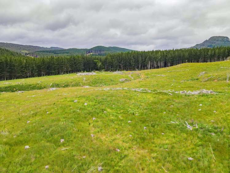 Waipati Road Chaslands_6