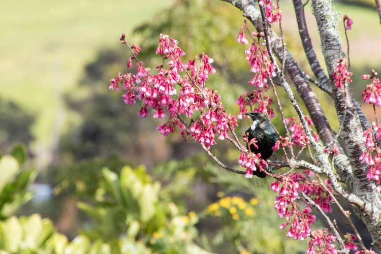 19 Manuka Grove Helensville_10