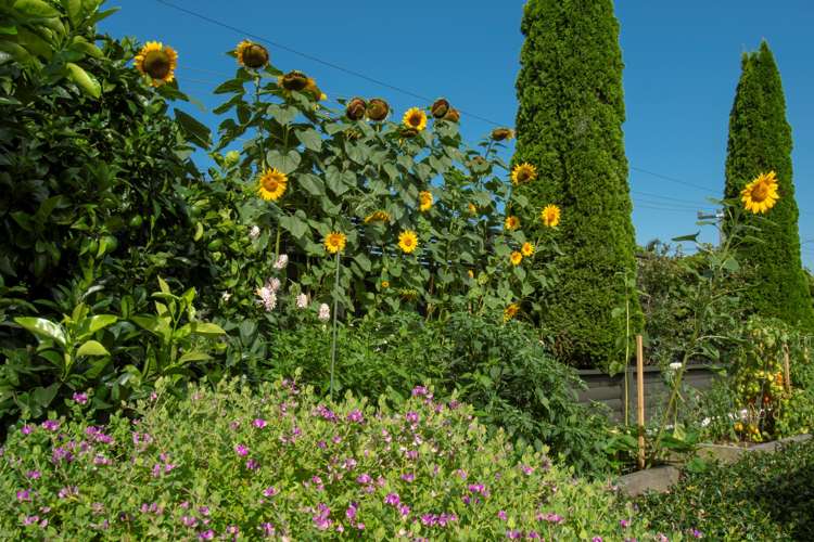 153 Bellevue Road Bellevue_20