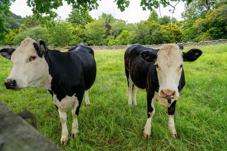 524 Ngunguru Road Glenbervie_20