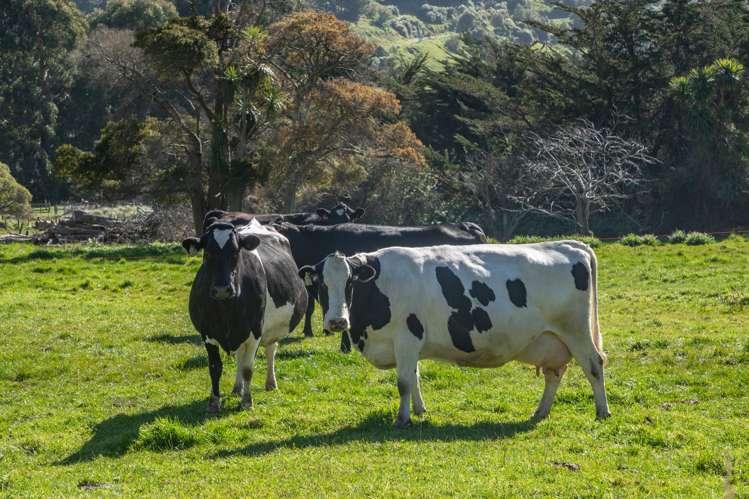 1234 Okains Bay Road Okains Bay_38