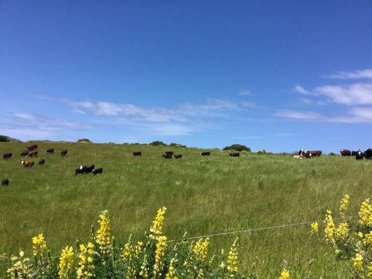 310 Blackhead Road Blackhead_10