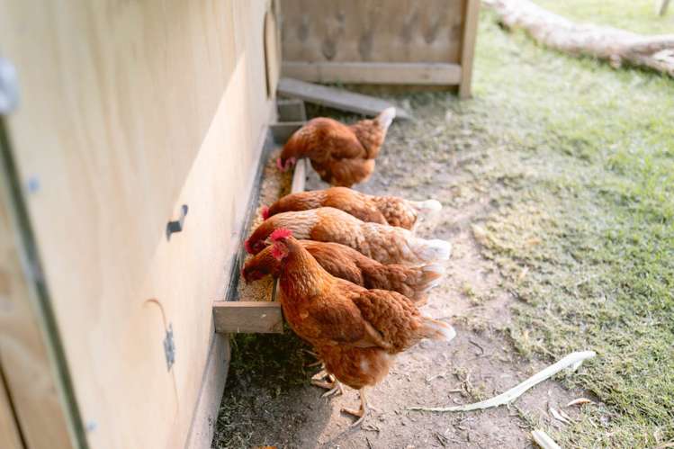 5 Mulberry Grove Road Great Barrier Island_62