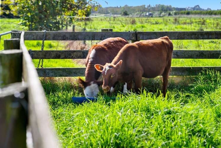 594 Waiuku-Otaua Road Otaua_6