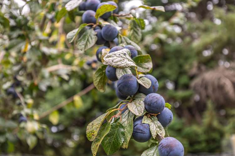 103 Neudorf Road Upper Moutere_22